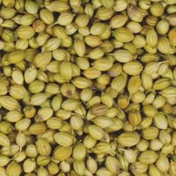 Coriender Seed